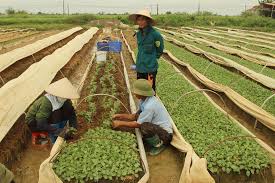 Tọa đàm “Nâng cao chuỗi giá trị cây vụ đông trên địa bàn tỉnh Hải Dương”